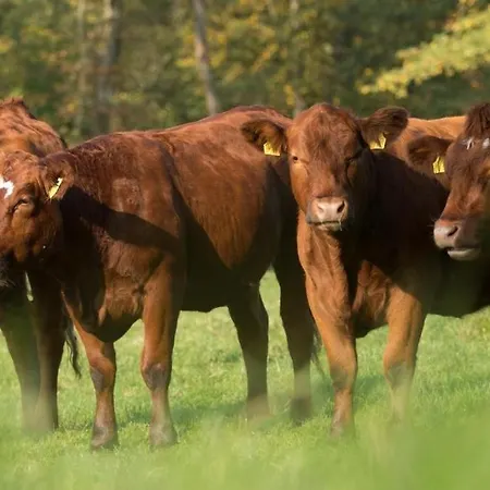 Prázdninový dům Ferienhaeuser Gut Gustrowerhoefen *