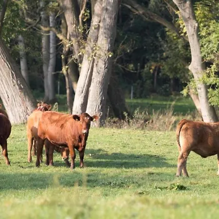 Ferienhaeuser Gut Gustrowerhoefen Prázdninový dům